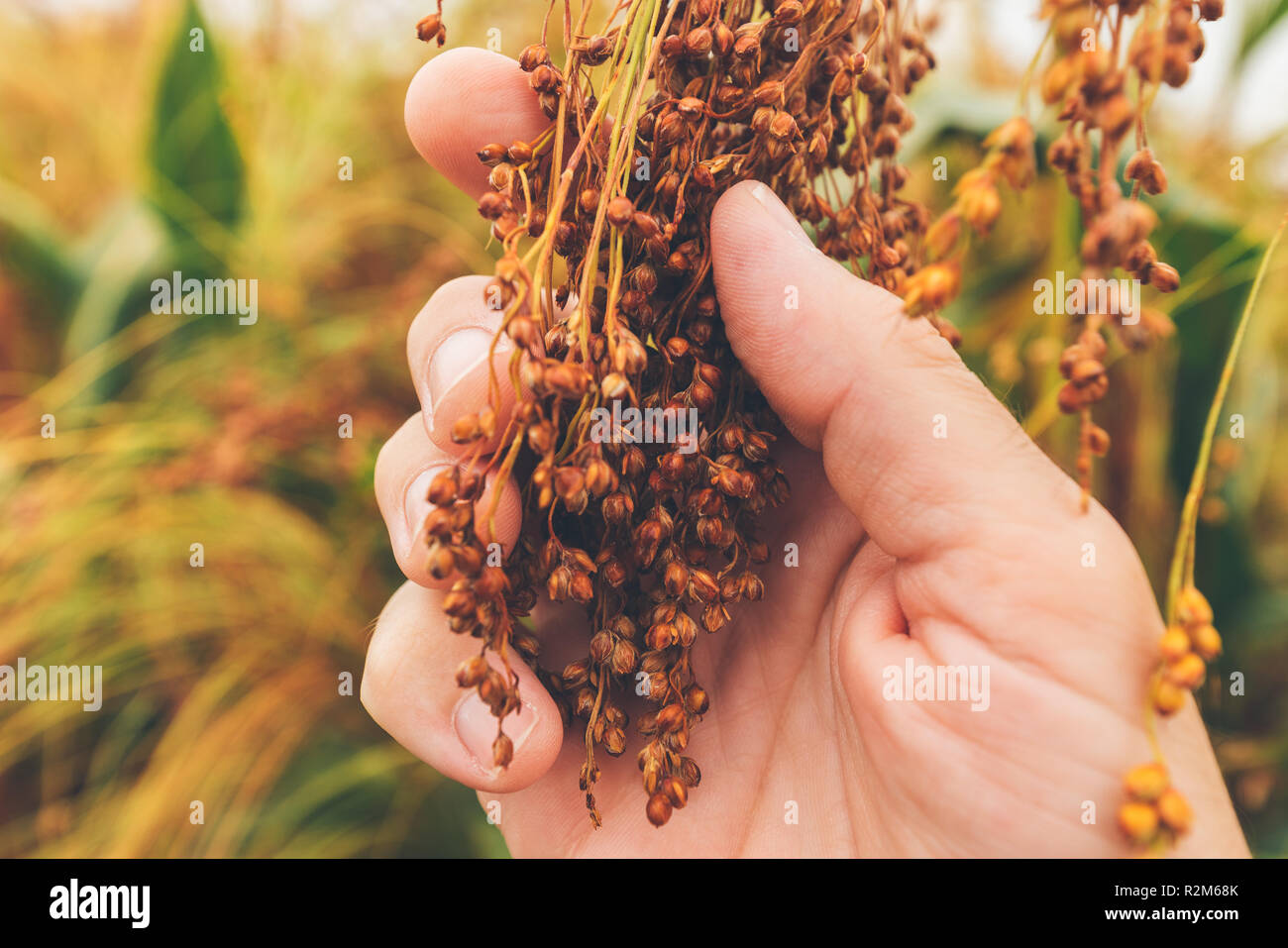L'examen de l'agriculteur venu le millet (Panicum miliaceum), close up of hand Banque D'Images