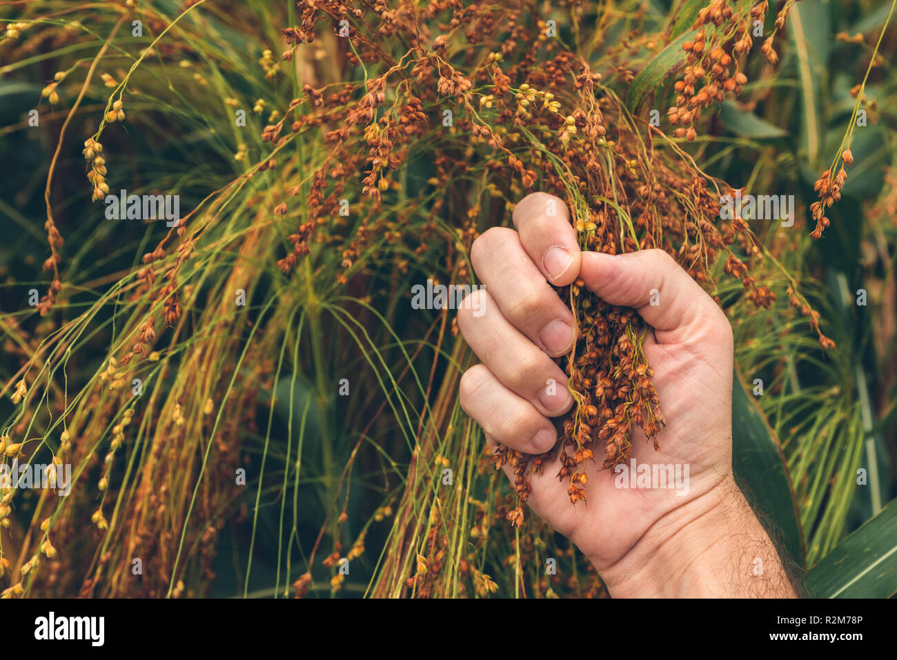 L'examen de l'agriculteur venu le millet (Panicum miliaceum), close up of hand Banque D'Images