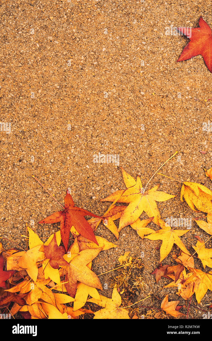 Automne érable japonais multicolore des feuilles sèches sur le sol naturel organique texture pattern Banque D'Images