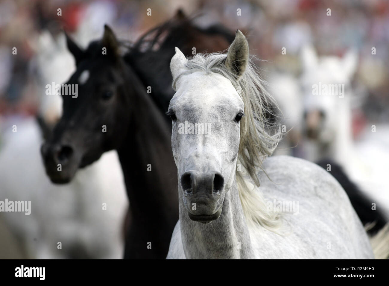 Les juments arabes Banque D'Images