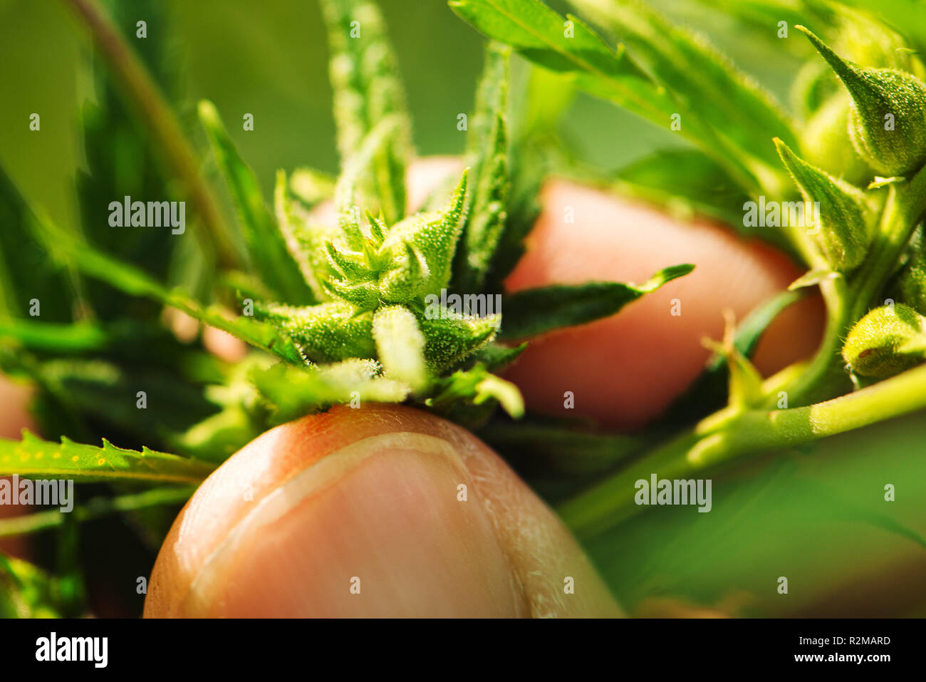 Farmer est l'examen de la plante de cannabis mâle chanvre développement floral, extreme close up of fingers touching herbe délicate partie Banque D'Images