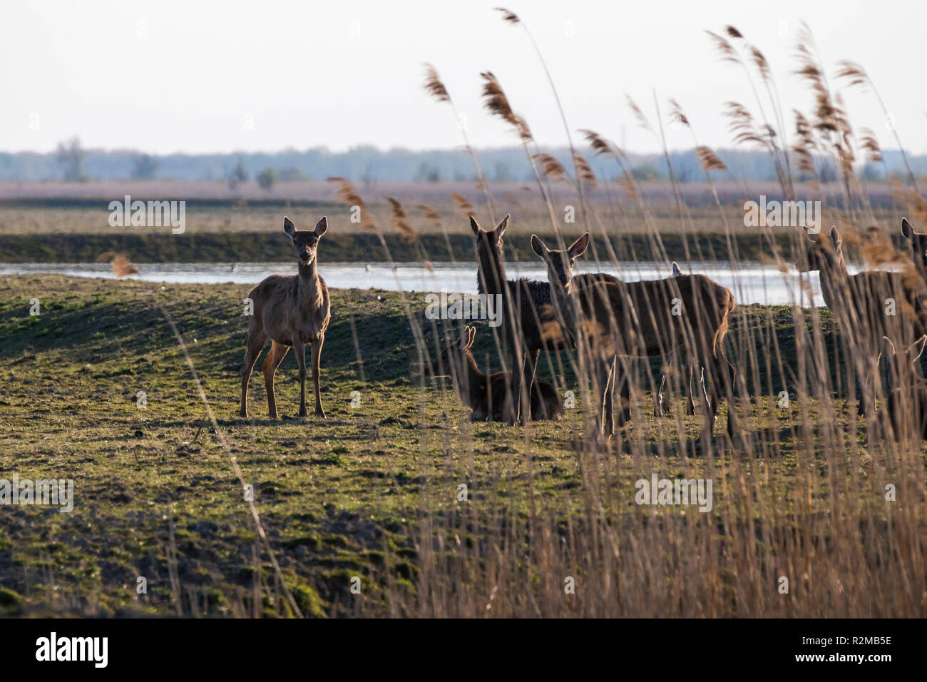 Troupeau de red deer en roseau et des prairies à la nature conservation park Oostvaardersplassen, Pays-Bas Banque D'Images