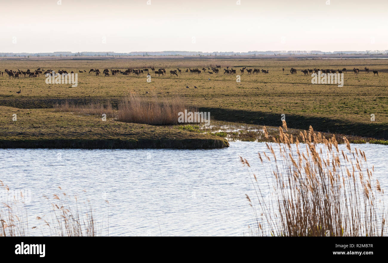 Oostvaardersplassen avec red deer à forte densité de population sur la conservation de la nature de l'élevage Région des prairies Banque D'Images