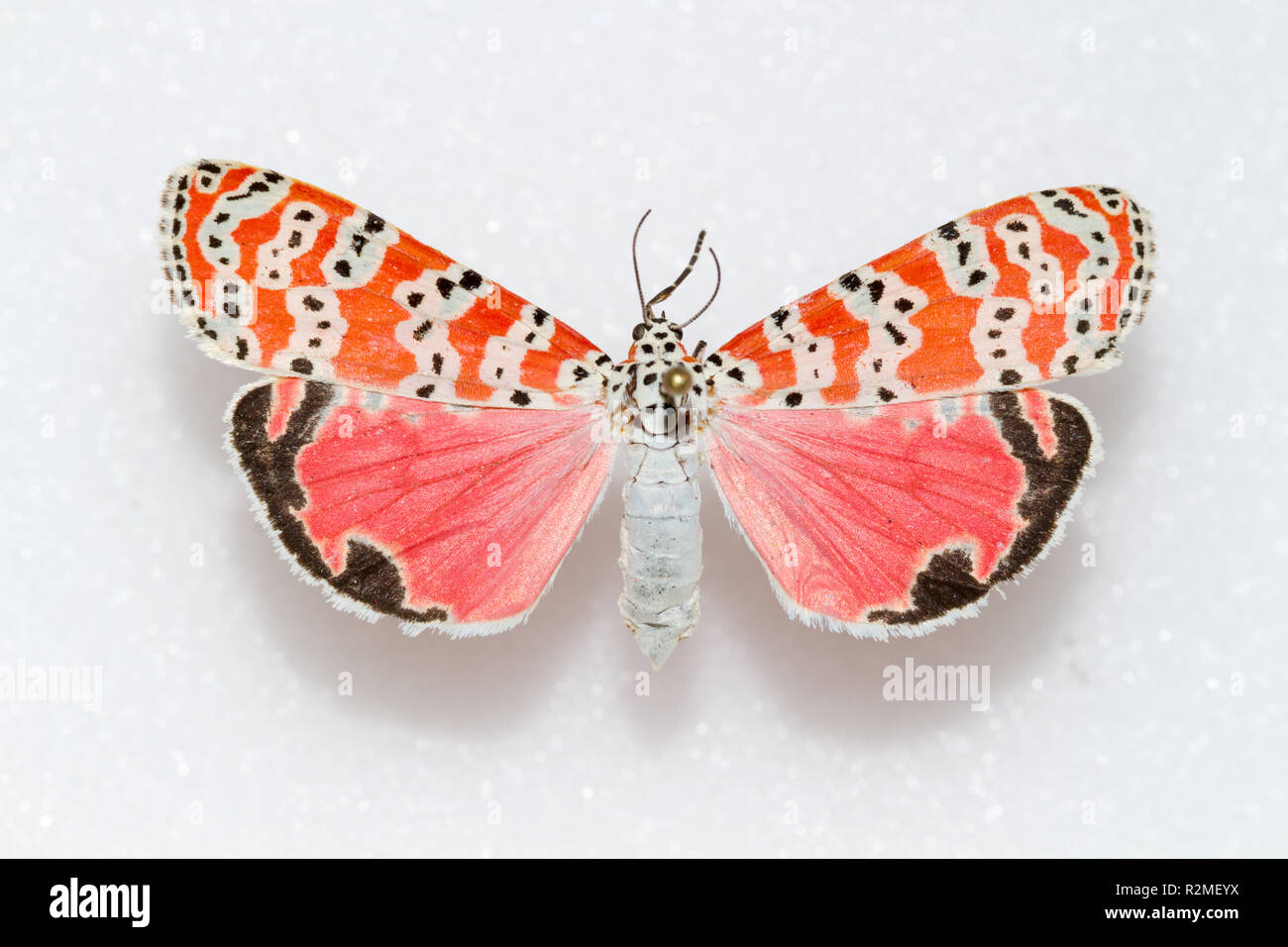 Une propagation épinglés et Bella ornés d'amphibien (Utetheisa ornatrix / Utetheisa bella) dans une collection d'insectes, vue dorsale Banque D'Images