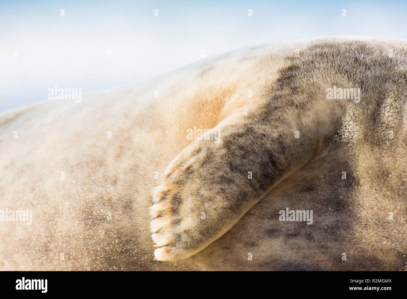 Phoque gris, Halichoerus grypus, close-up, fin, fourrure, détail Banque D'Images