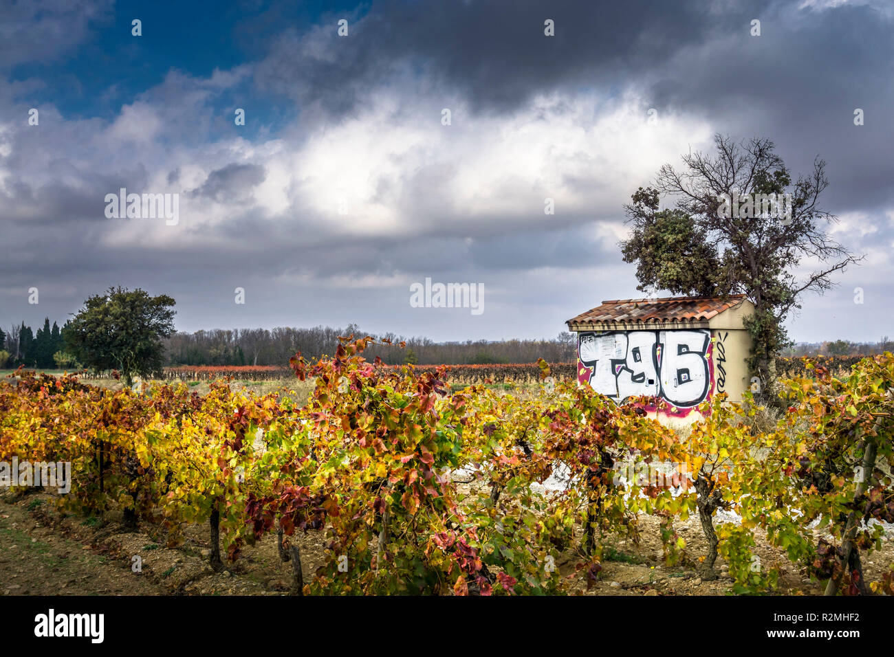 La Clape, vignoble en automne avec cabane en pierre sous ciel gris Banque D'Images