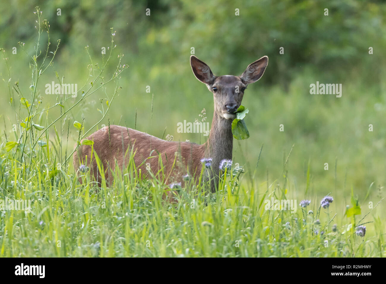 Red Deer, Hind calf Banque D'Images