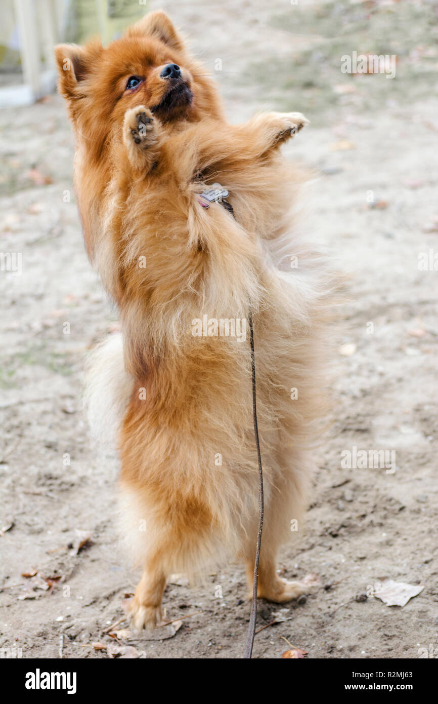 Spitz pomeranian orange chien mignon et fluffy Banque D'Images