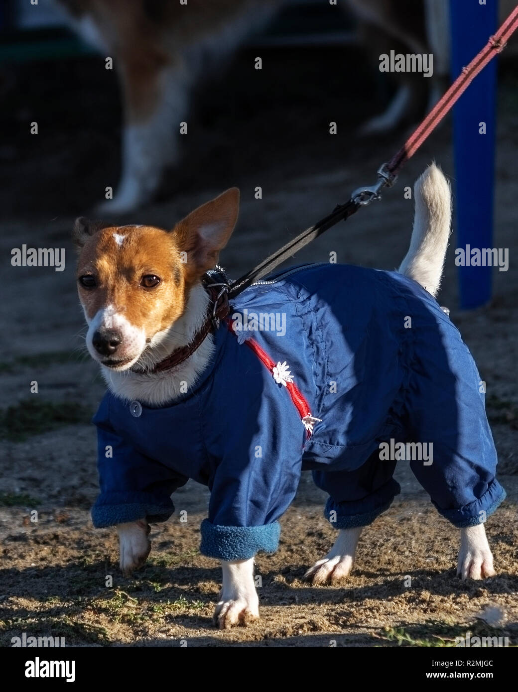 Chien sur un marche Jack Russell Terrier en salopette Banque D'Images