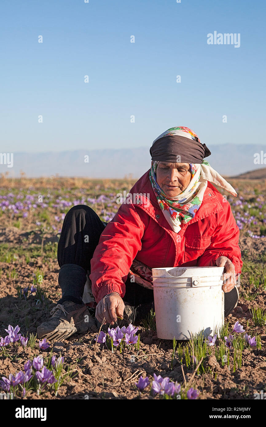 Au cours de la récolte du safran, beaucoup de femmes et d'hommes qui n'ont pas leurs propres champs travailler pour d'autres agriculteurs, Banque D'Images