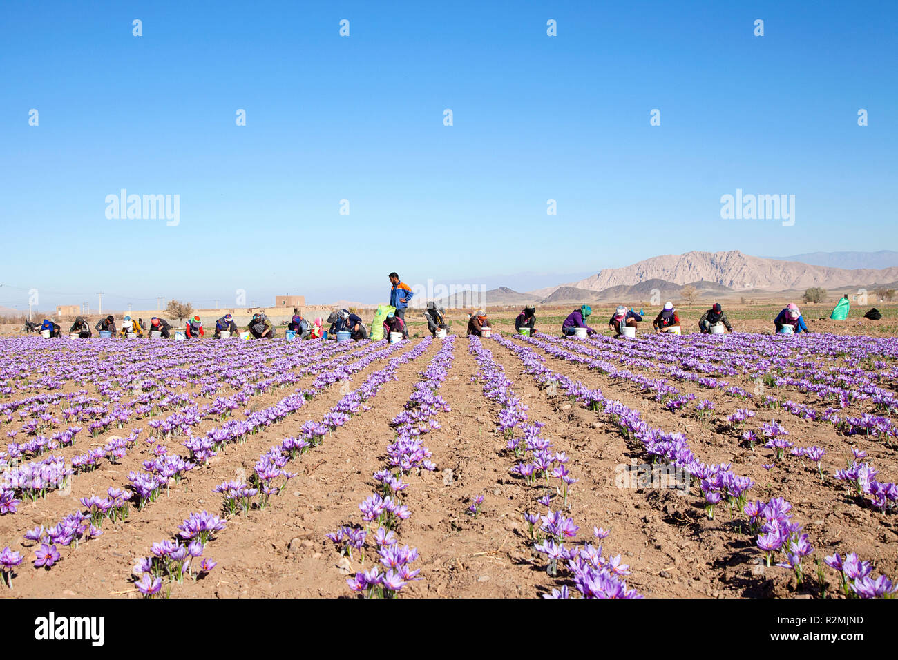 Les travailleurs de la récolte sur la plantation de safran dans Talkhebakhsh, village Banque D'Images