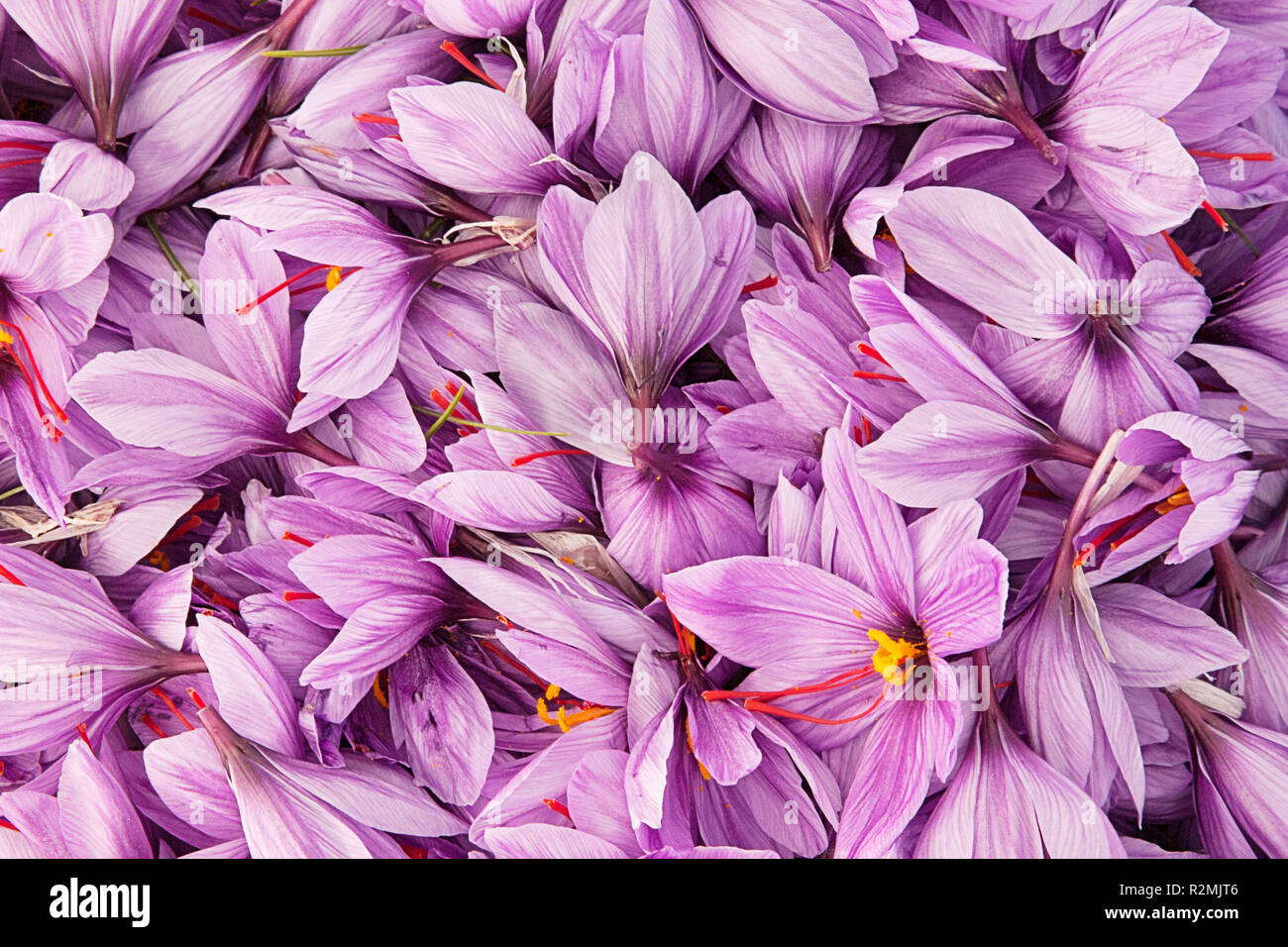 Le safran est l'épice la plus chère au monde, le plus grand exportateur mondial de safran est l'Iran, il produit d'excellente qualité, principales zones de culture du safran sont dans le nord-est de l'Iran, la province de Khorasan, et sera récolté par les agriculteurs de safran à partir de la mi-octobre, Banque D'Images