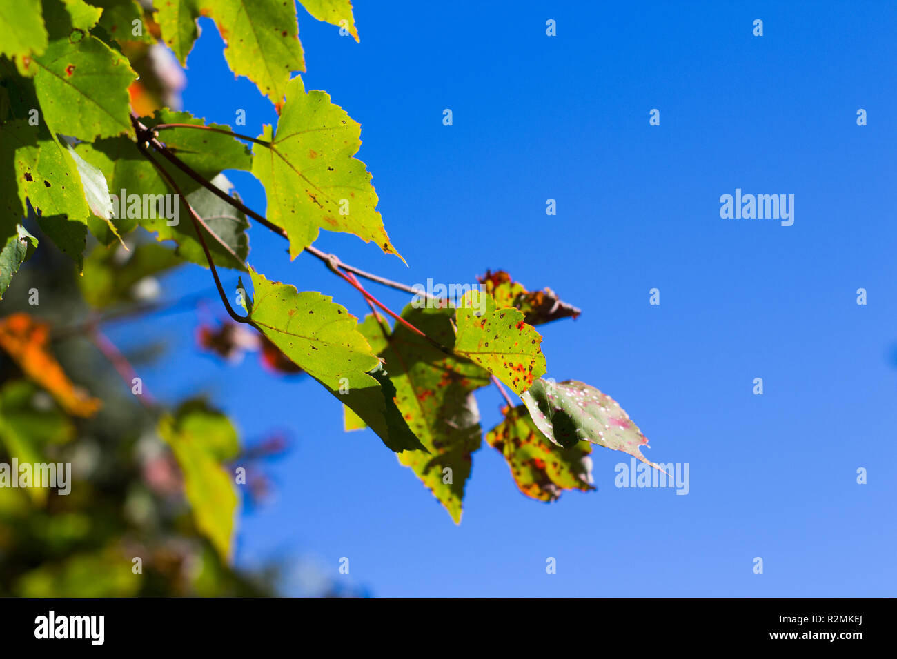 L'érable Amur (Acer ginnala / Acer tataricum subsp. ginnala) laisse sur le ciel bleu Banque D'Images