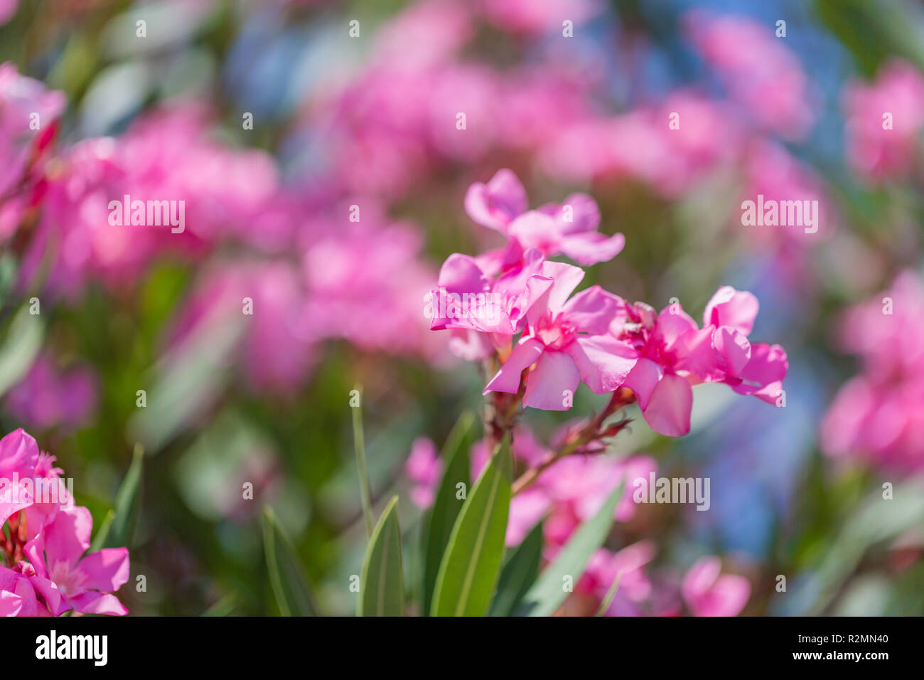 Fleurs de lauriers roses en fleurs. Nerium oleander. Floral background. Selective focus Banque D'Images