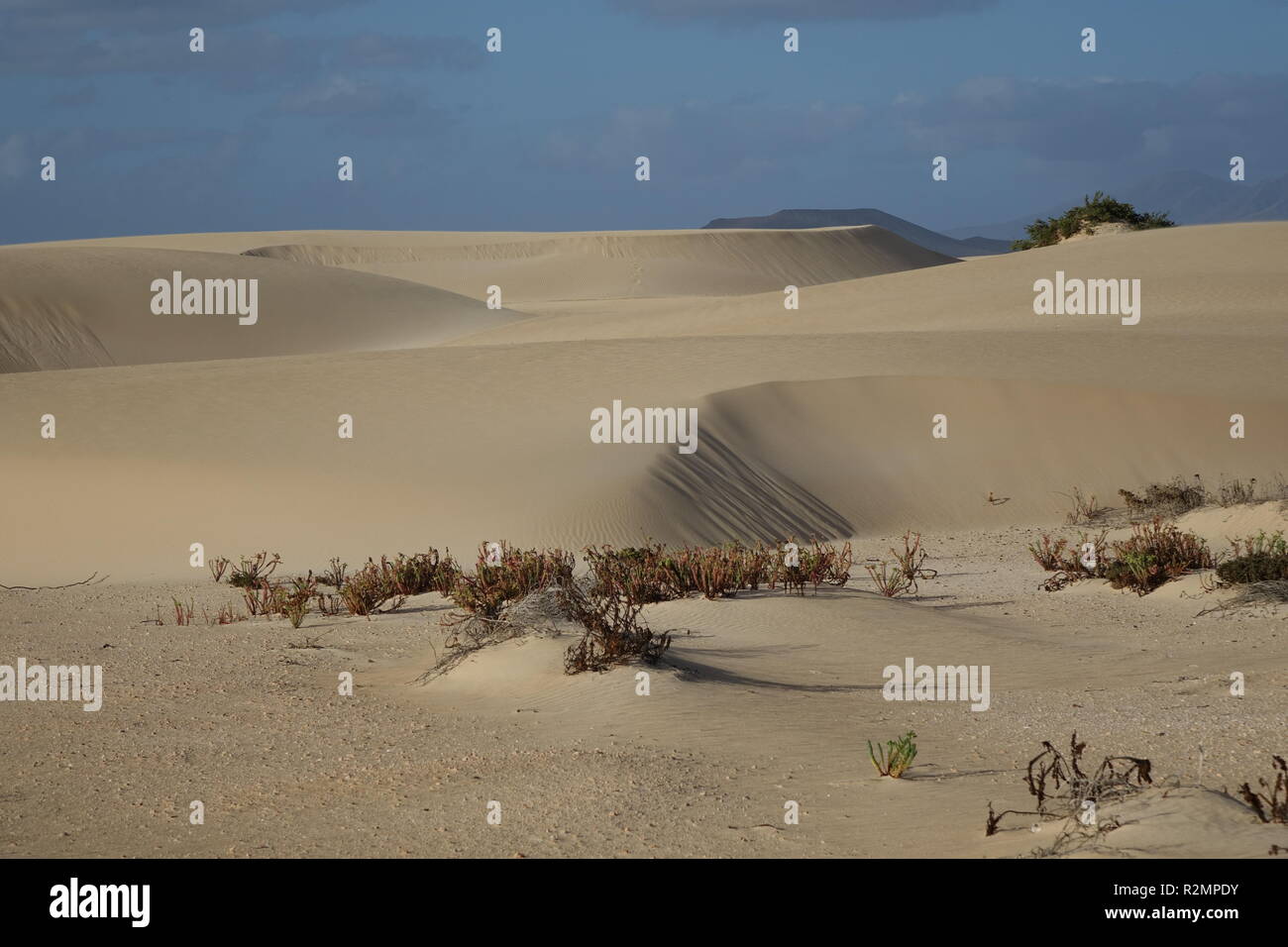 En fin d'après-midi, soleil bas, afficher les textures et les motifs dans le sable dans le parc naturel de Corralejo, Fuerteventura, Canary-Islands,,Espagne. Banque D'Images