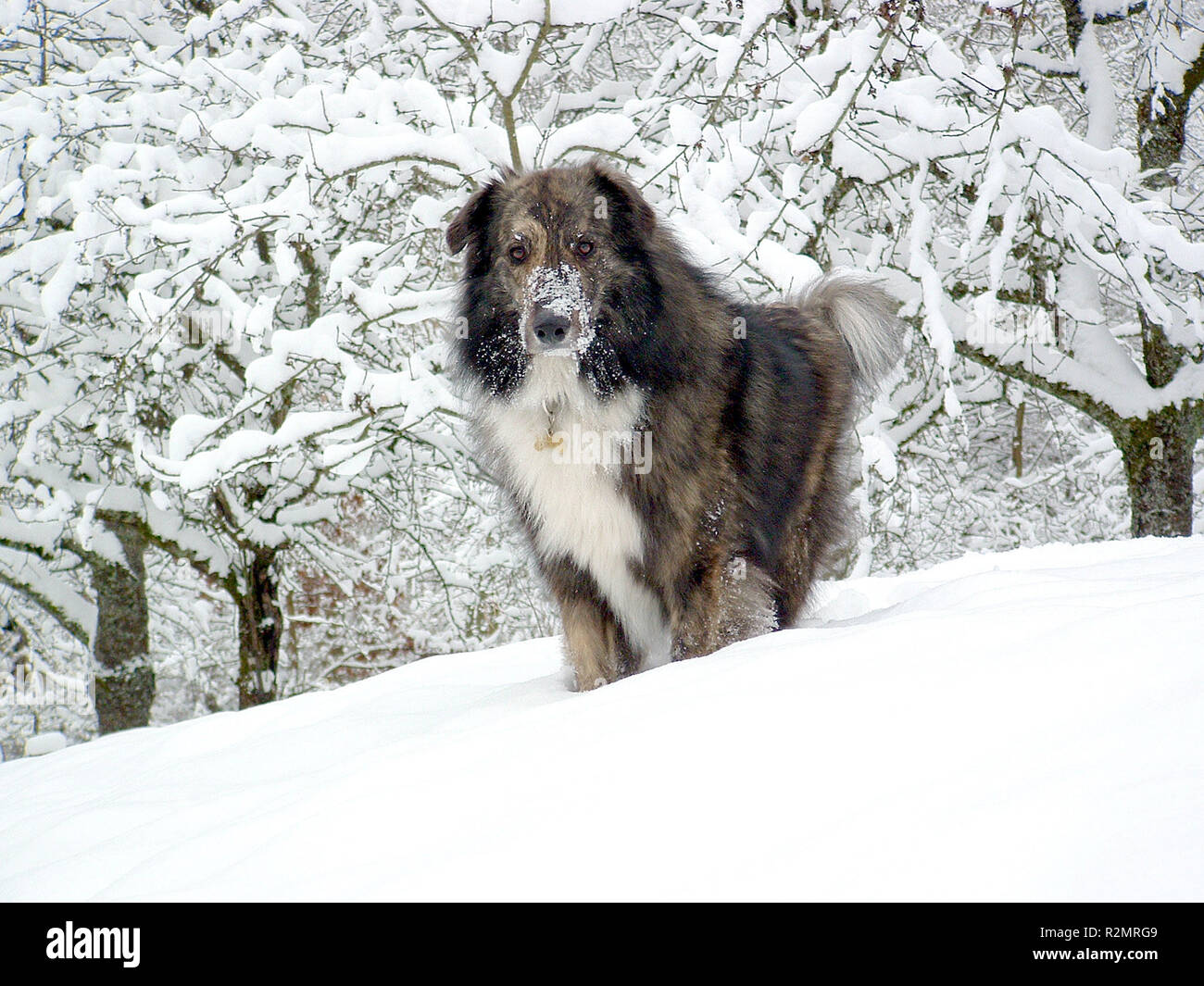 Truffe de neige Banque D'Images