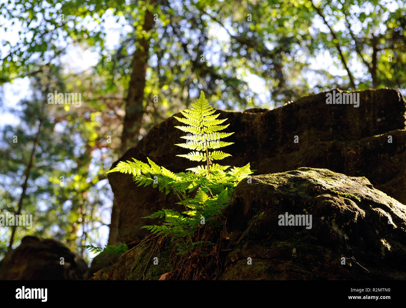 Les frondes de l'étroit décorative buckler fern entre les falaises de grès de la Suisse saxonne Banque D'Images