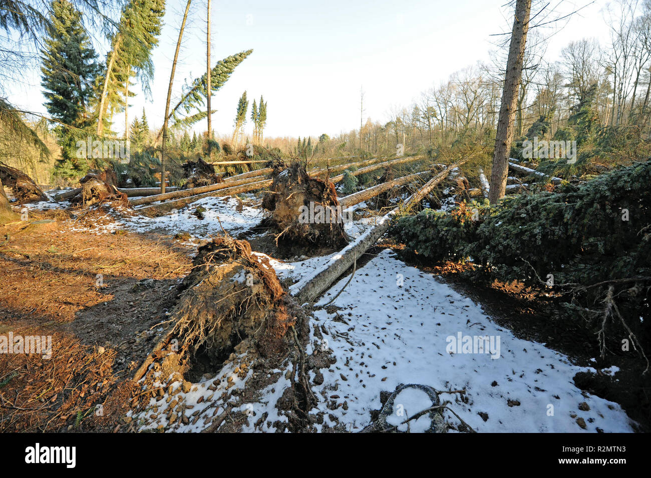 Tempête de verglas de Friederike' ont balayé la Saxe à la fin de janvier 2018 dans la force d'un ouragan et gauche de lourds dégâts dans les forêts de Saxe à travers les arbres tombés, comme ici à Colditzer Wald Banque D'Images