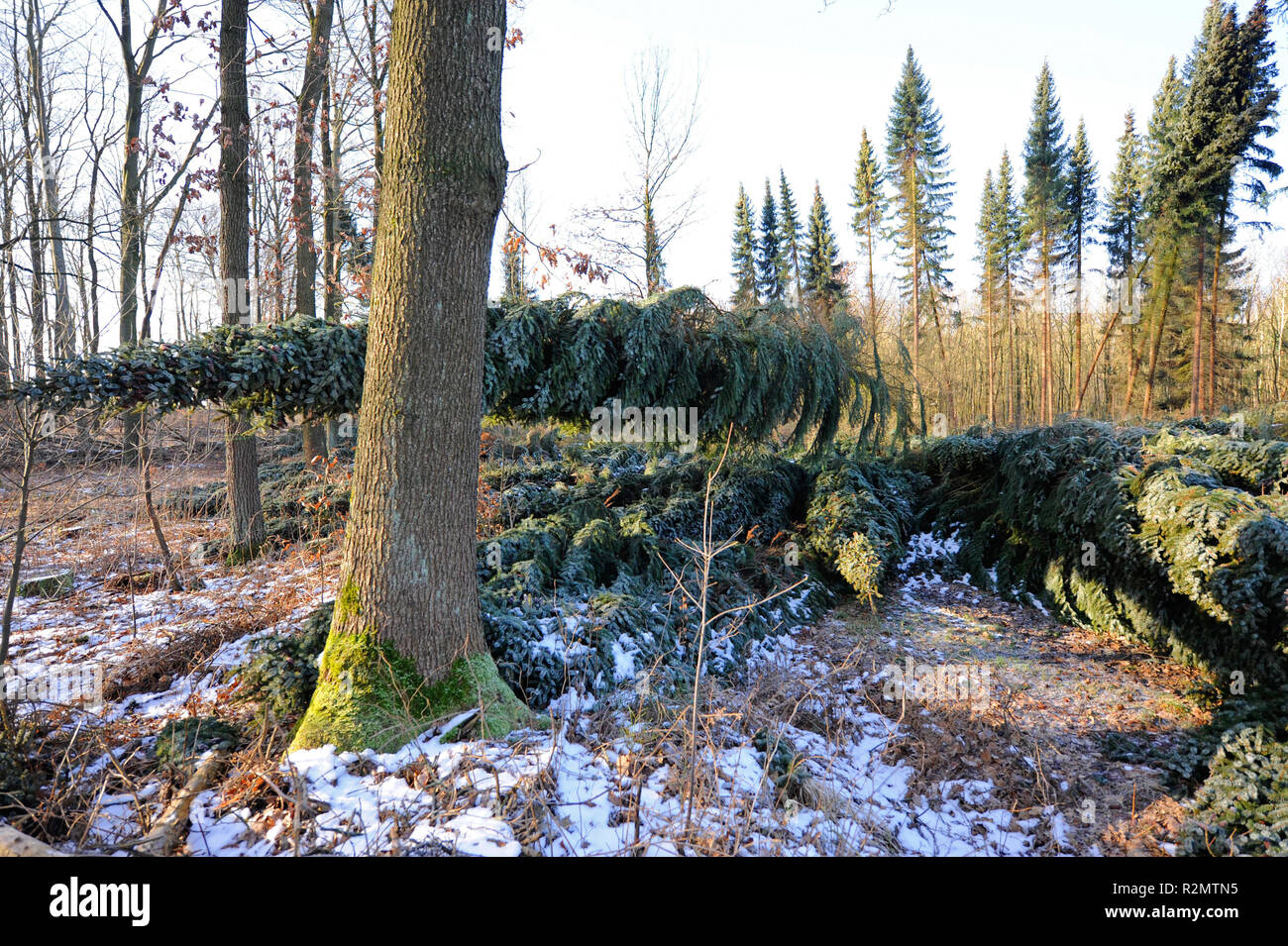 Tempête de verglas de Friederike' ont balayé la Saxe à la fin de janvier 2018 dans la force d'un ouragan et gauche de lourds dégâts dans les forêts de Saxe à travers les arbres tombés, comme ici à Colditzer Wald Banque D'Images