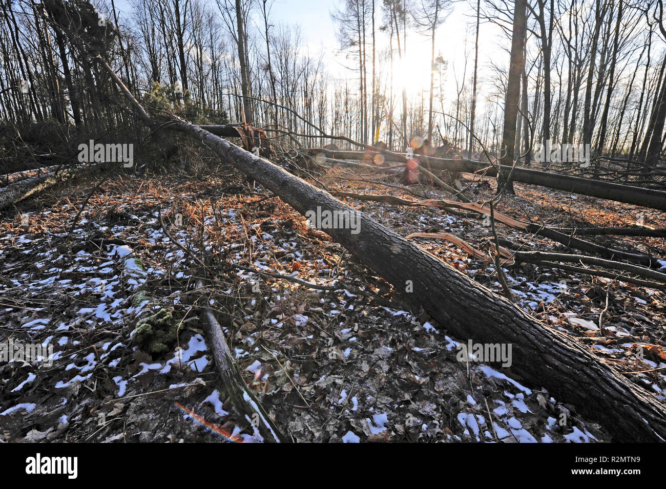 Tempête de verglas de Friederike' ont balayé la Saxe à la fin de janvier 2018 dans la force d'un ouragan et gauche de lourds dégâts dans les forêts de Saxe à travers les arbres tombés, comme ici à Colditzer Wald Banque D'Images