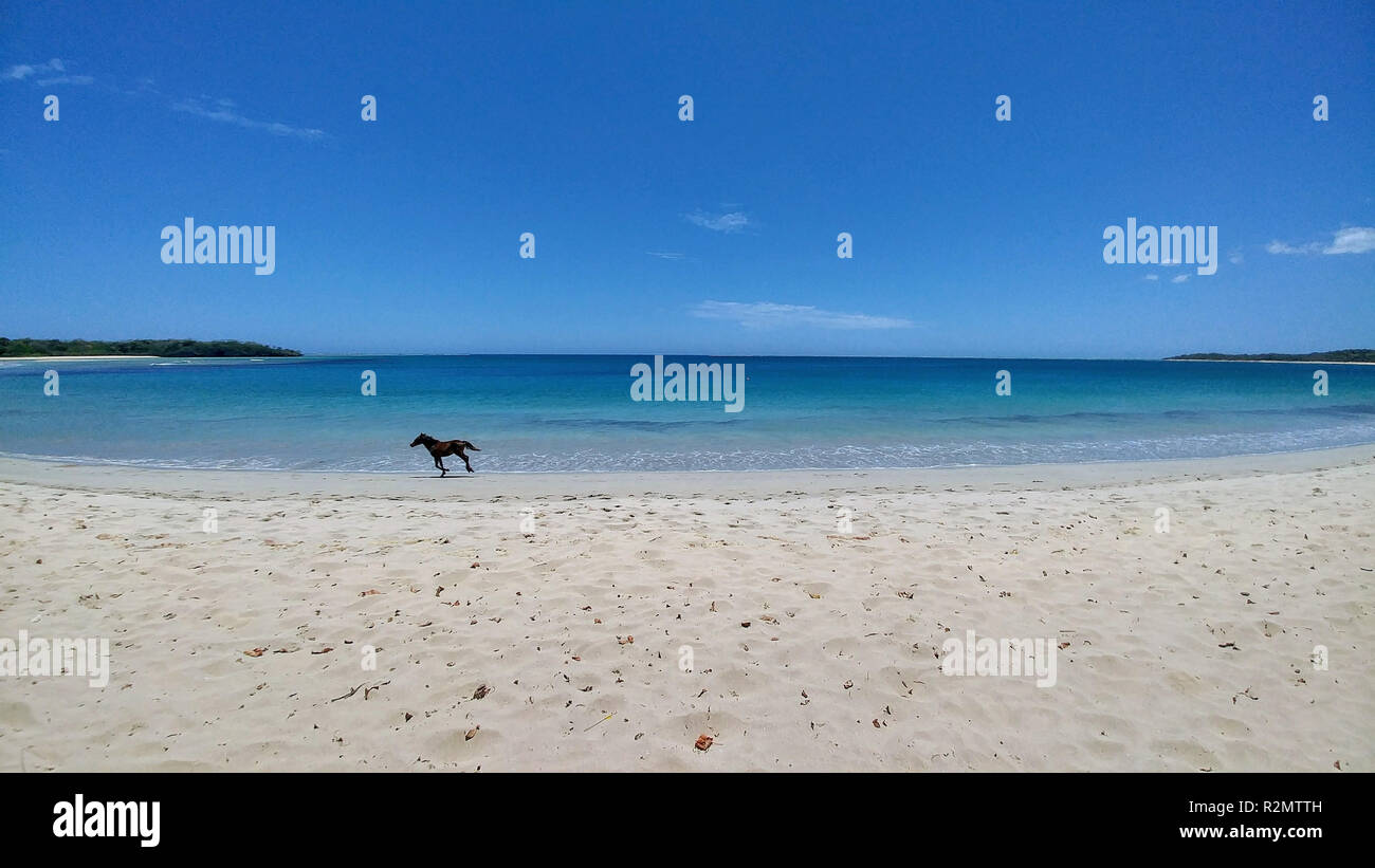 Cheval Noir fonctionne sur une plage de sable blanc, à la mer turquoise, les Fidji Banque D'Images