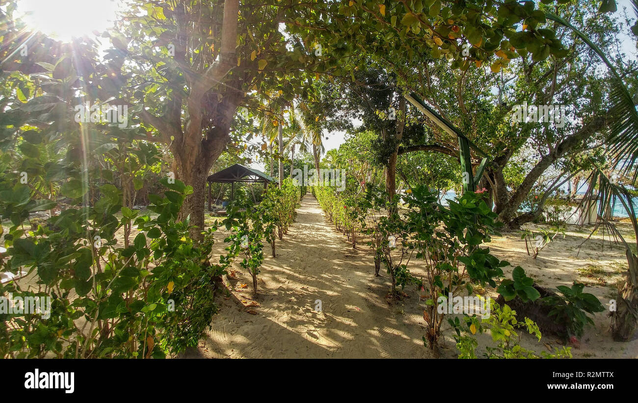 Chemin de sable sur la plage, entouré d'arbres et de couverture verte, Fidji Banque D'Images