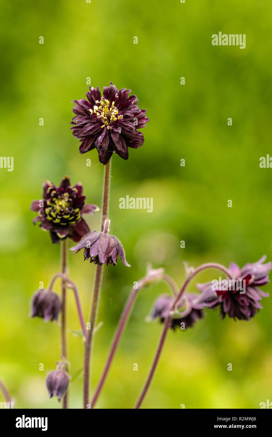 L'ancolie, Aquilegia vulgaris 'Black Barlow' hybride Banque D'Images