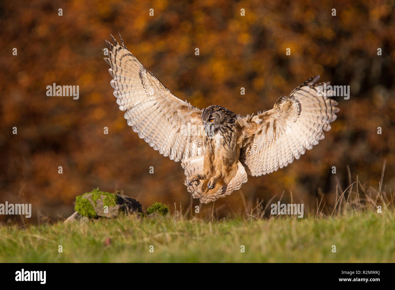 Eagle owl lands Banque D'Images