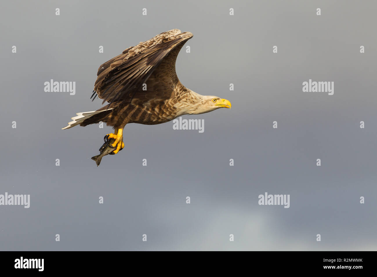 White-tailed eagle flying avec des poissons de proie Banque D'Images
