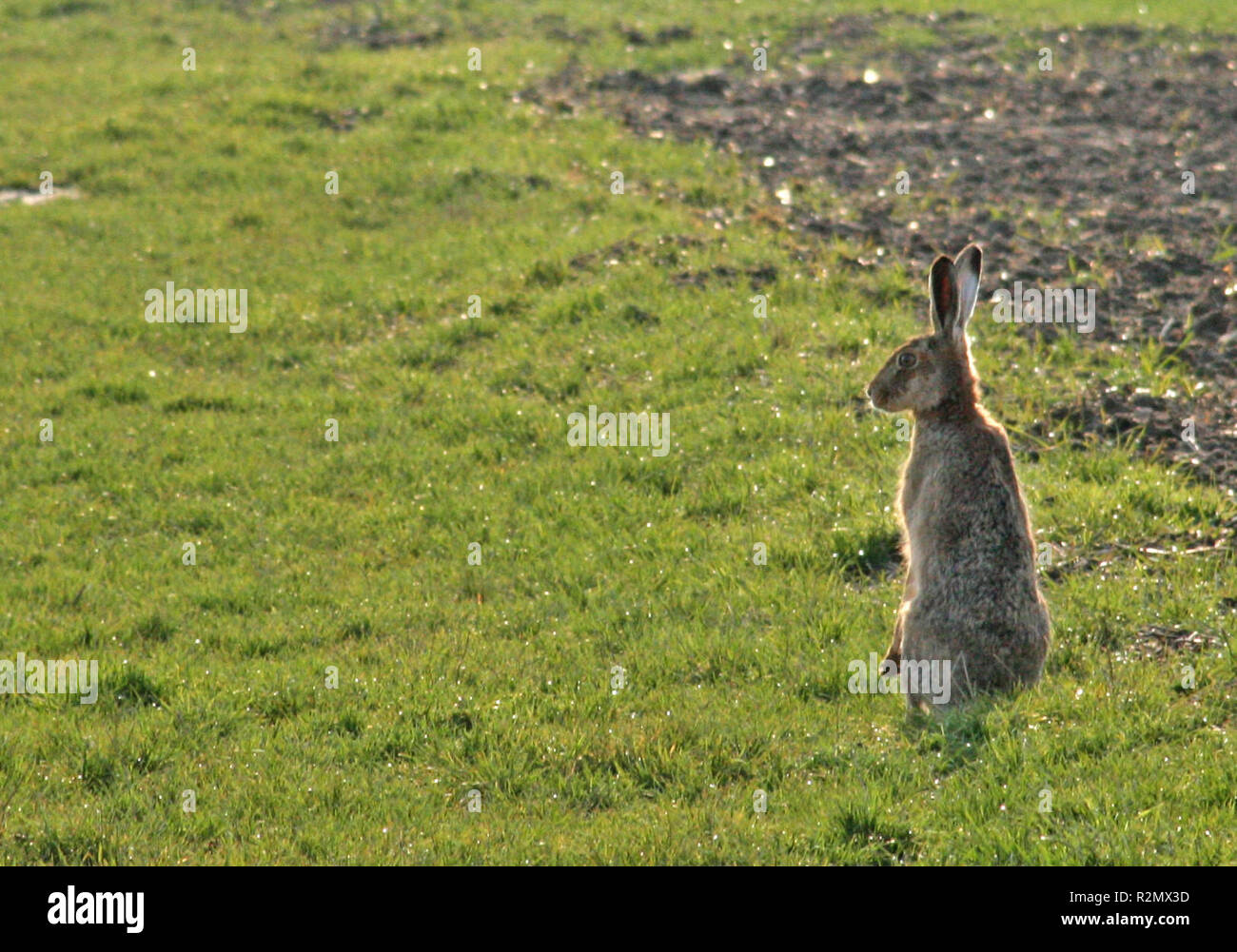 Lapin sauvage à Pâques Banque D'Images