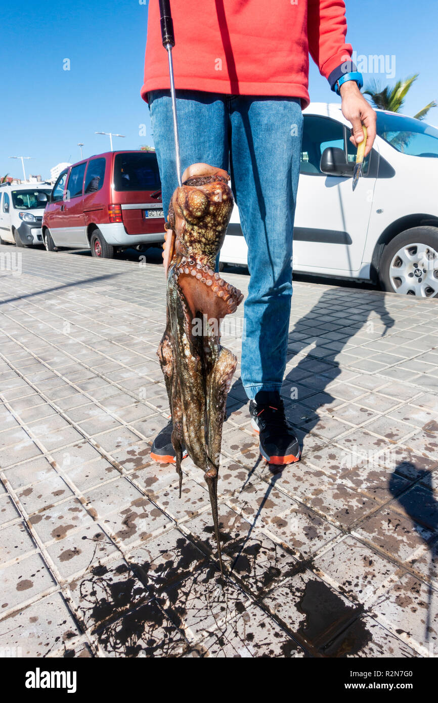 Las Palmas, Gran Canaria, Îles Canaries, Espagne. 20 novembre 2018. Météo :  Un pêcheur de poulpe tire parti de l'eau calme après un week-end d'énormes  vagues qui ravagé les îles Canaries, causant
