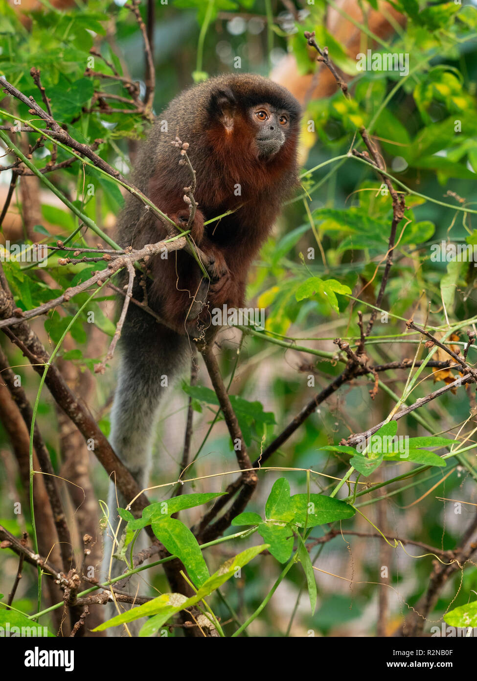 Singe titi copéry Callicebus cupreus Banque D'Images