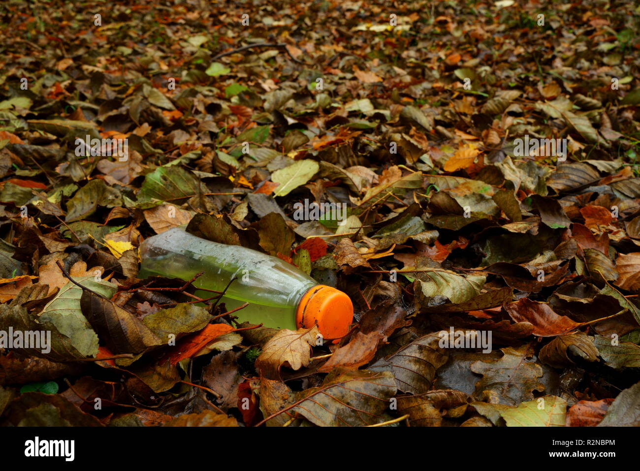 La forêt d'Ashdown Sussex UK une bouteille en plastique jetée dans la litière Banque D'Images