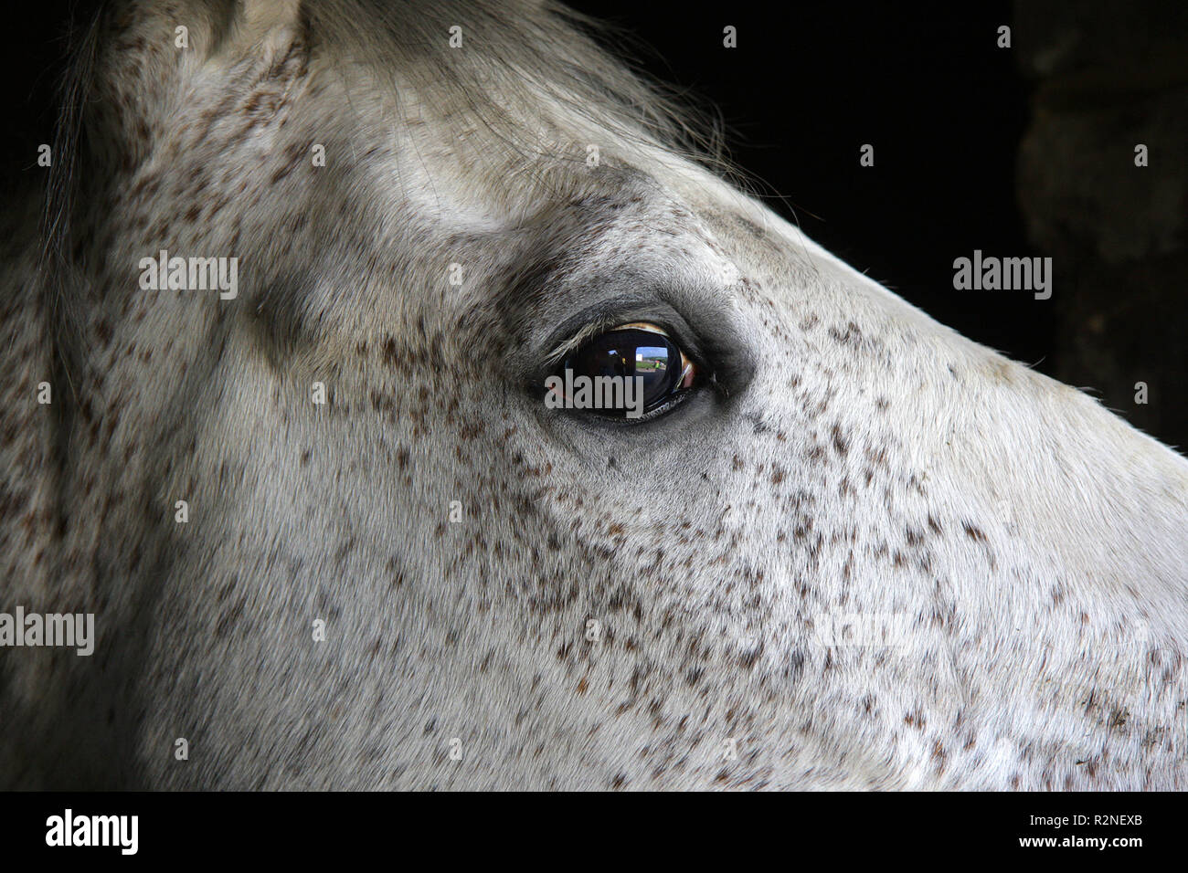 Portrait d'un cheval Banque D'Images