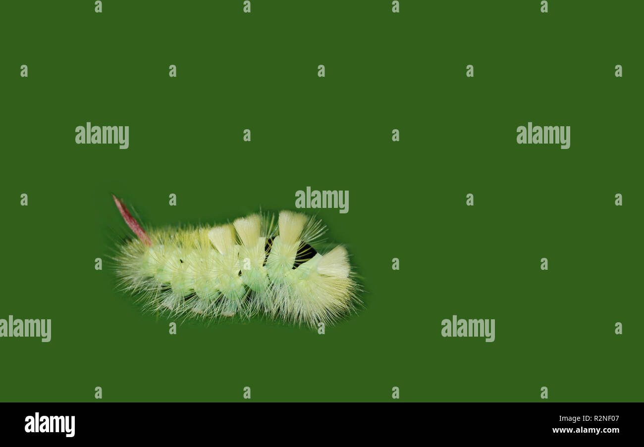 4 Caterpillar Banque D'Images