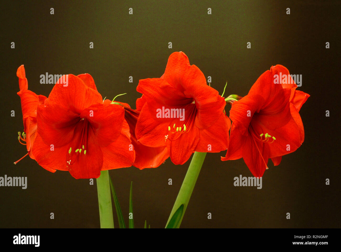 Trois fleurs de amaryllis rouge Banque D'Images