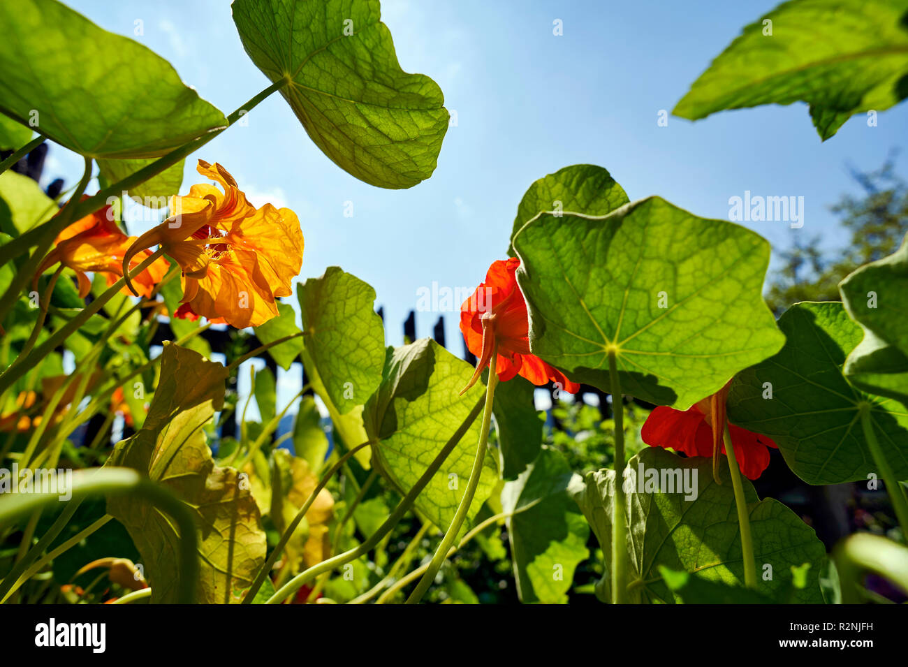 Dans la capucine Chalet jardin en rétro-éclairage Banque D'Images