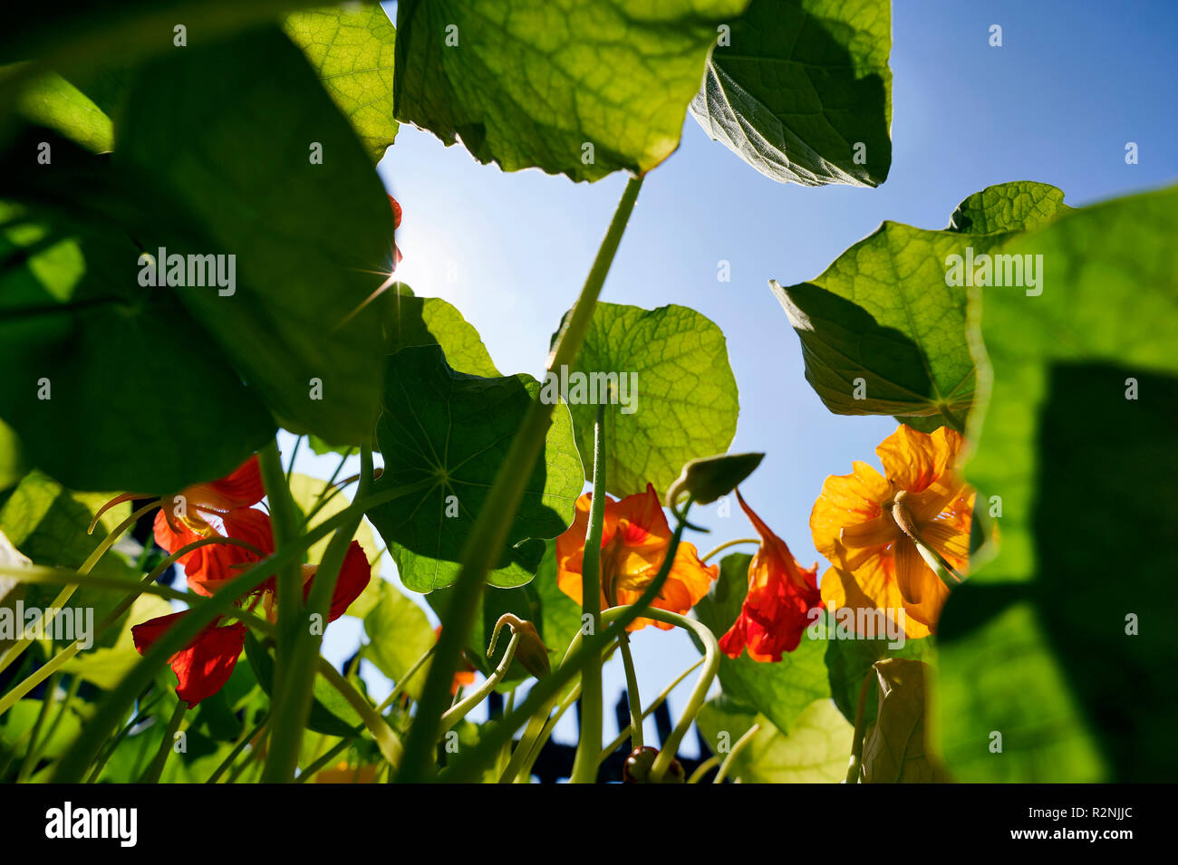 Dans la capucine Chalet jardin en rétro-éclairage Banque D'Images