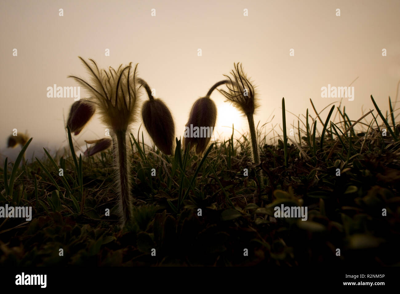 Pasqueflower, Close-up, Pulsatilla, Hochpleisspitze Peak, Alpes de Lechtal, Tyrol, Autriche Banque D'Images