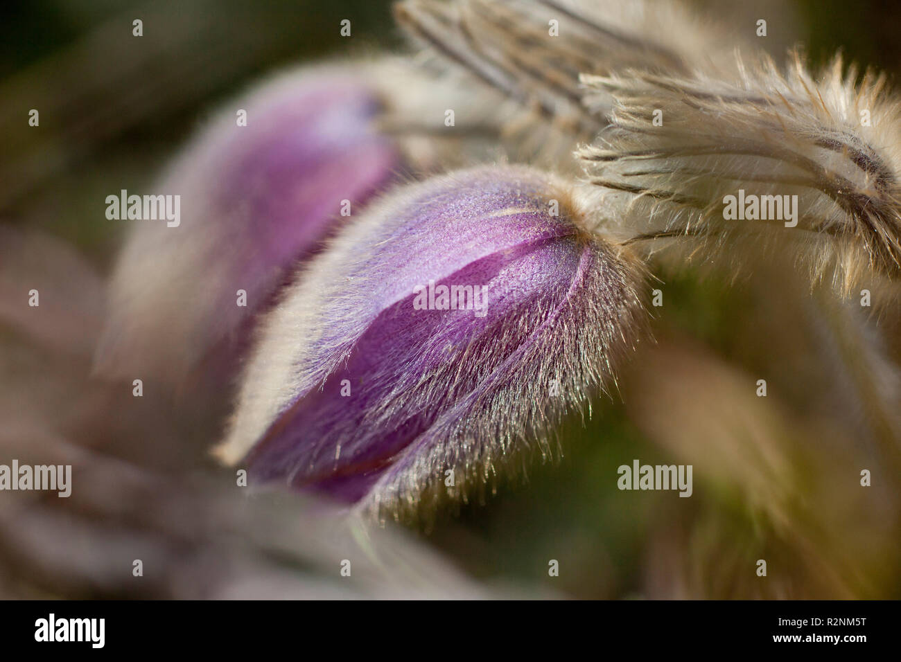 , Pasqueflower Pulsatilla, Close-up Banque D'Images