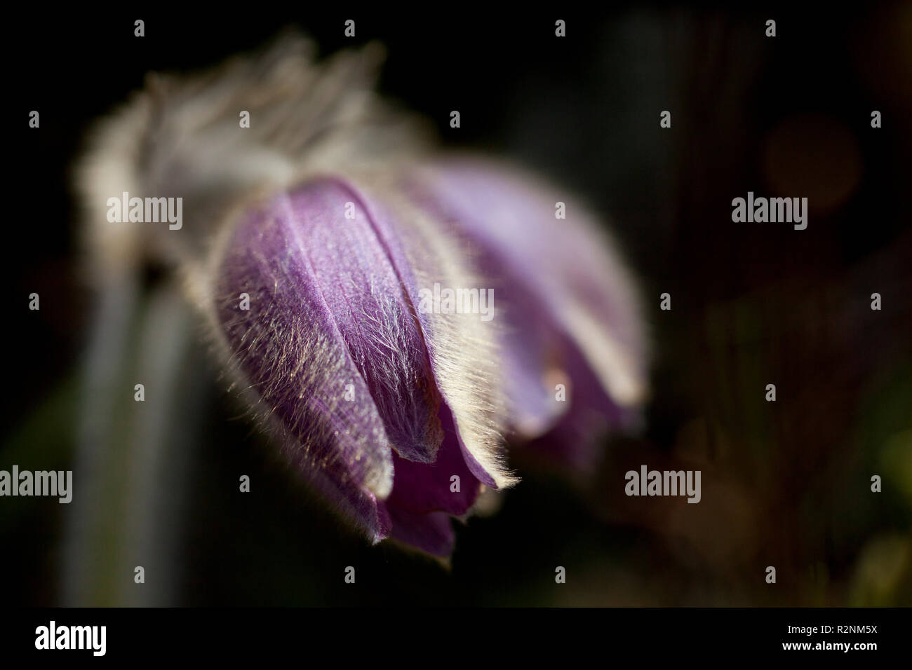 , Pasqueflower Pulsatilla, Close-up Banque D'Images