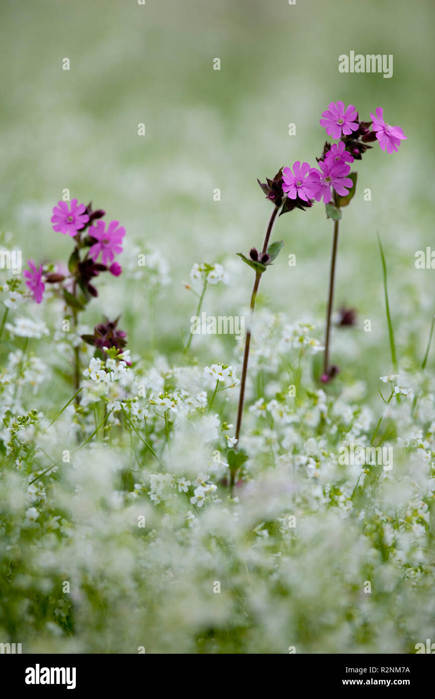 Red campion, Silene, silène rouge Banque D'Images