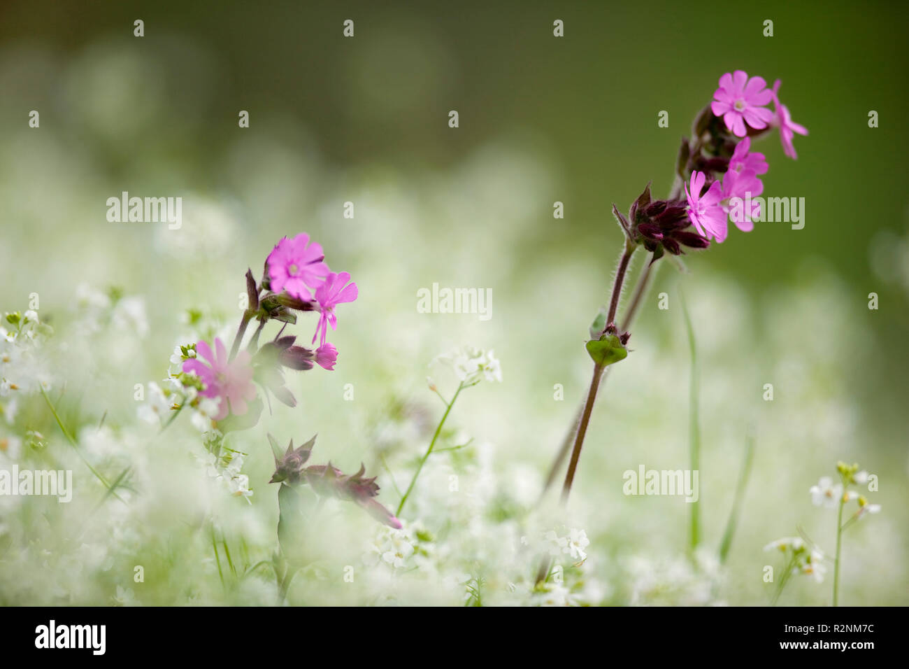 Red campion, Silene, silène rouge Banque D'Images