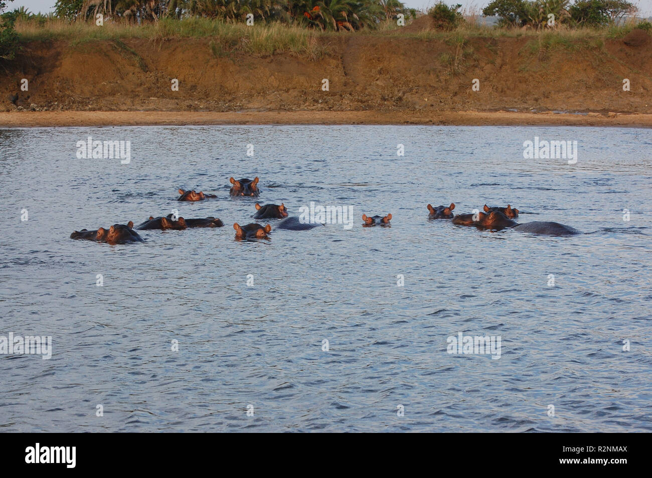 Hippopotames baignade Banque D'Images