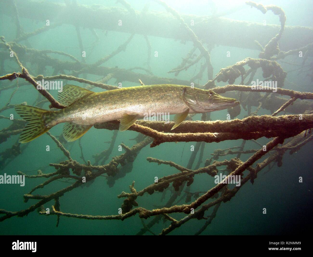 Pike Banque D'Images