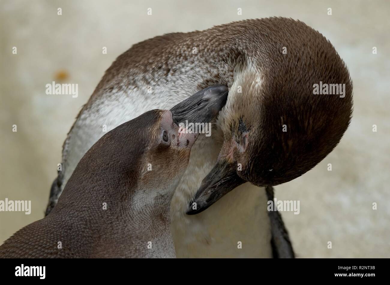 L'amour des pingouins Banque D'Images