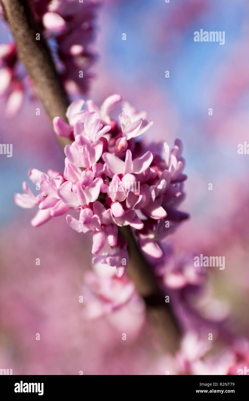 Fleur de myrte de crêpe dans l'accent profond Banque D'Images