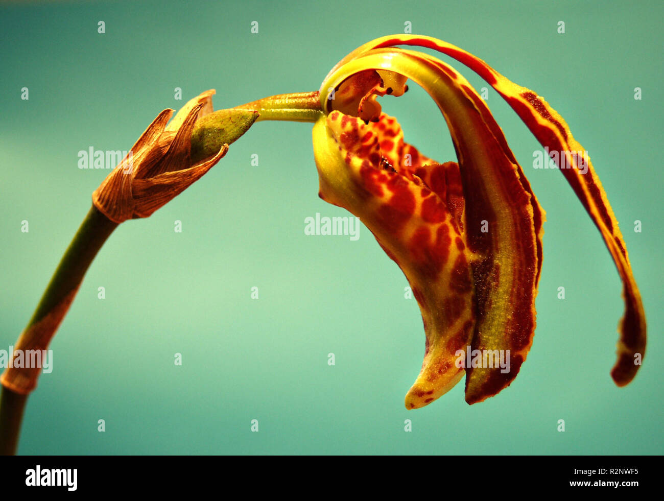 Psychopsis mariposa big Banque D'Images