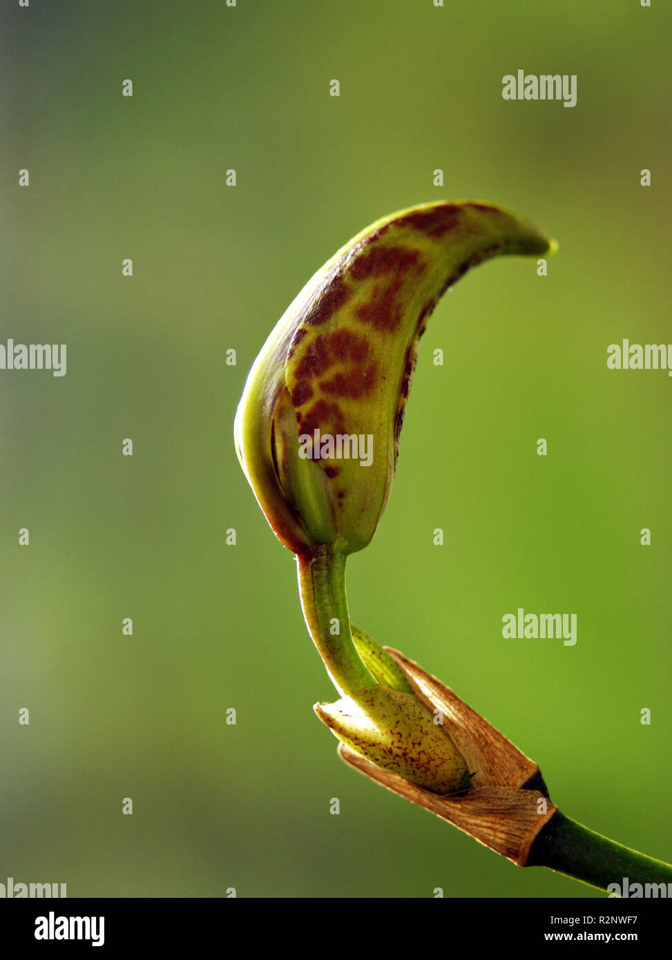 dans l’attente Banque D'Images