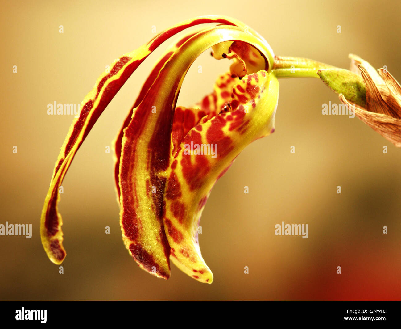 Psychopsis Banque D'Images